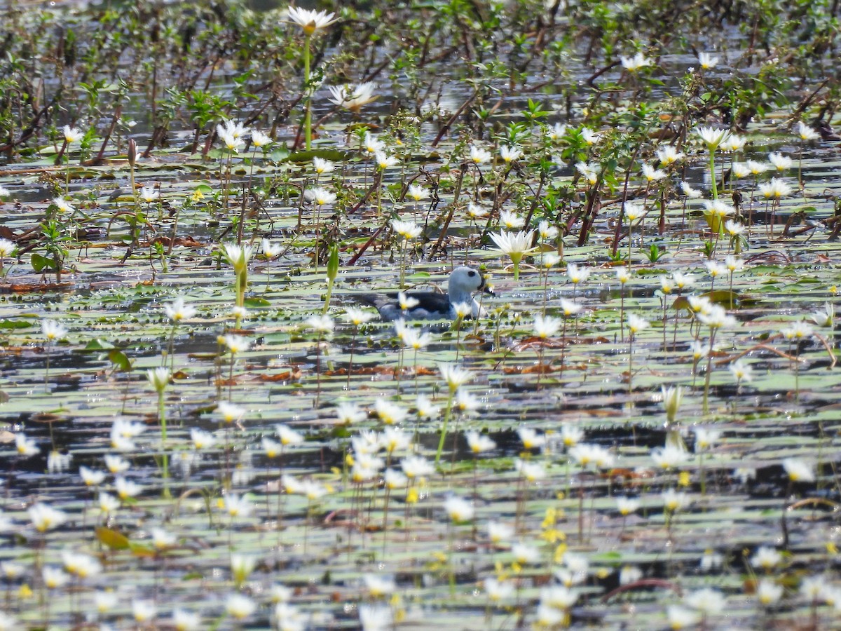 Cotton Pygmy-Goose - ML616859150