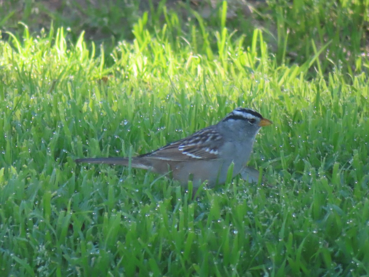 White-crowned Sparrow - ML616859151