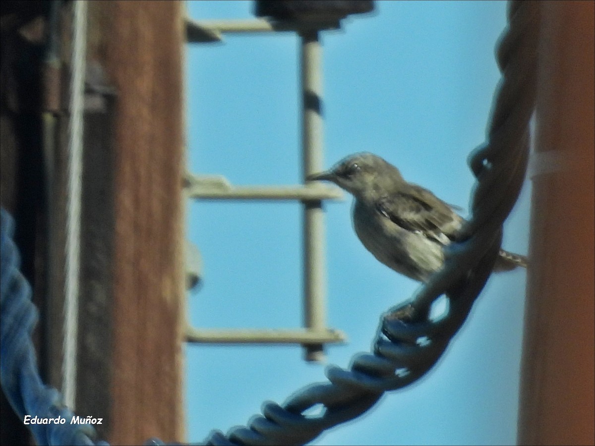 Patagonian Mockingbird - Hermann Eduardo Muñoz