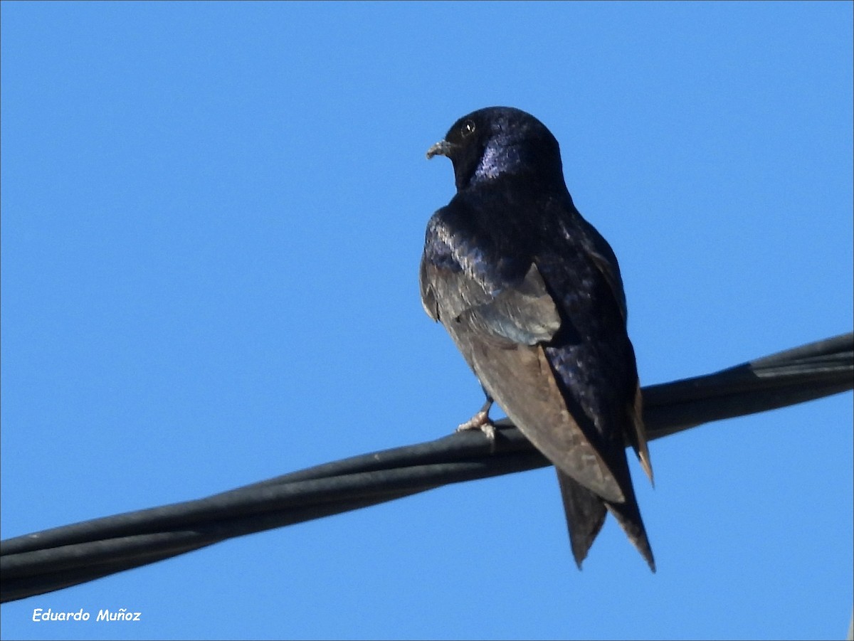 Southern Martin - Hermann Eduardo Muñoz