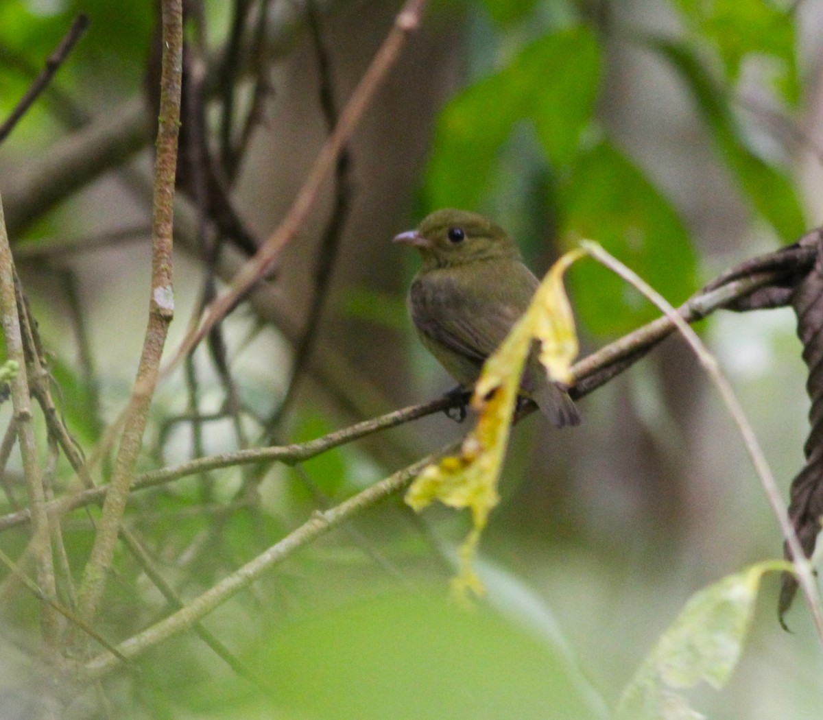 Pipridae sp. - ML616859169