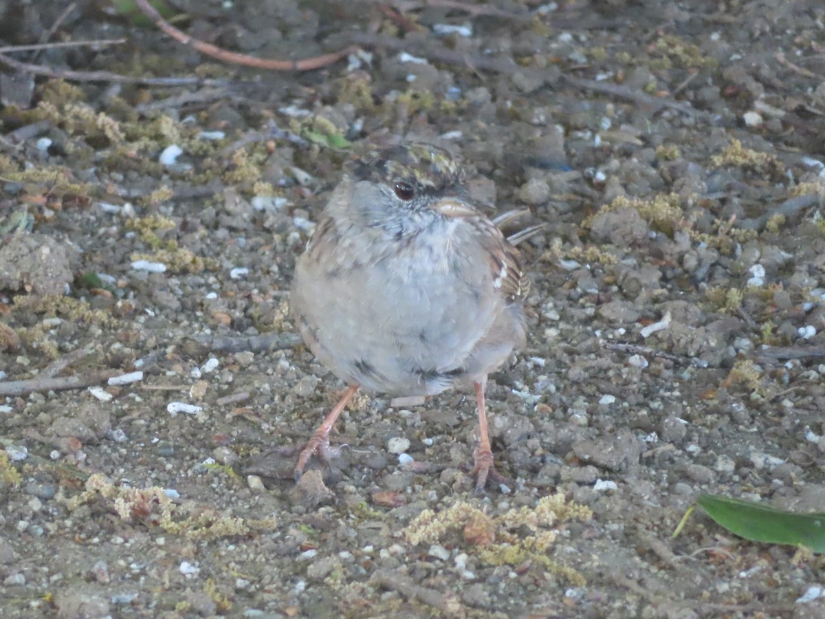 Golden-crowned Sparrow - ML616859170