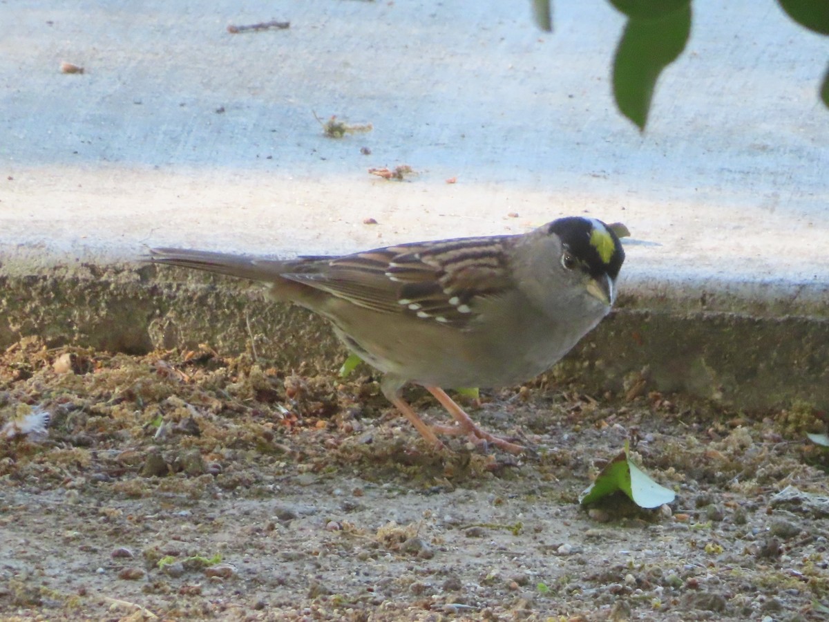 Golden-crowned Sparrow - ML616859174