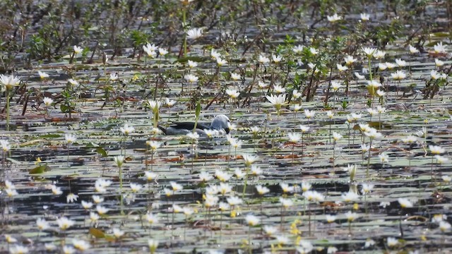 Cotton Pygmy-Goose - ML616859181