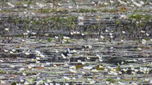 Cotton Pygmy-Goose - ML616859184