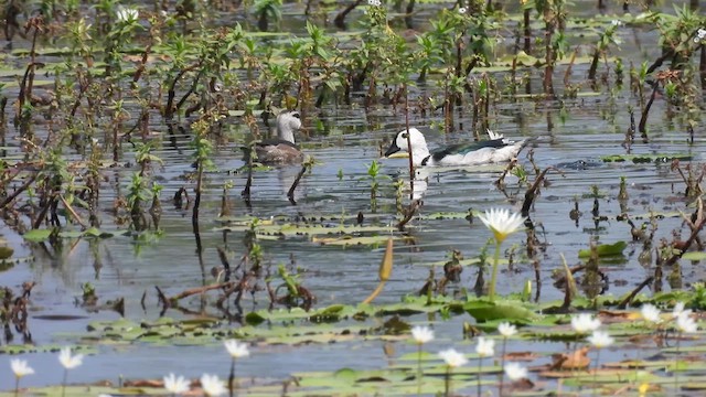 Cotton Pygmy-Goose - ML616859188