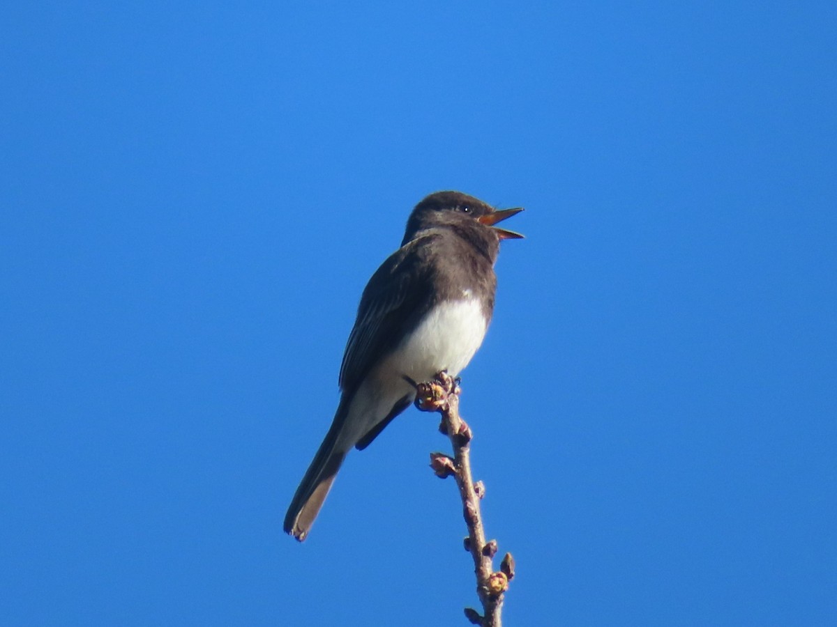 Black Phoebe - ML616859191
