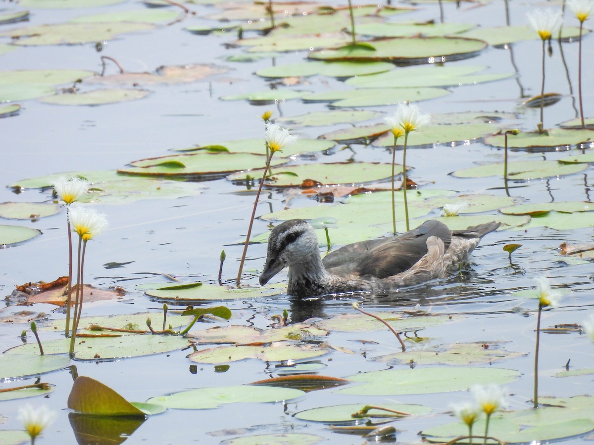 Cotton Pygmy-Goose - ML616859234