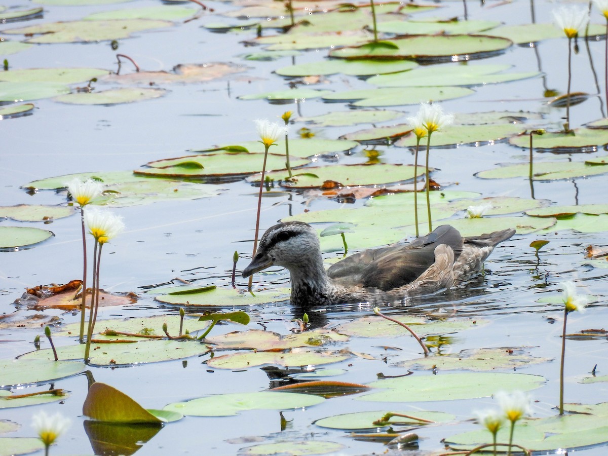 Cotton Pygmy-Goose - ML616859238