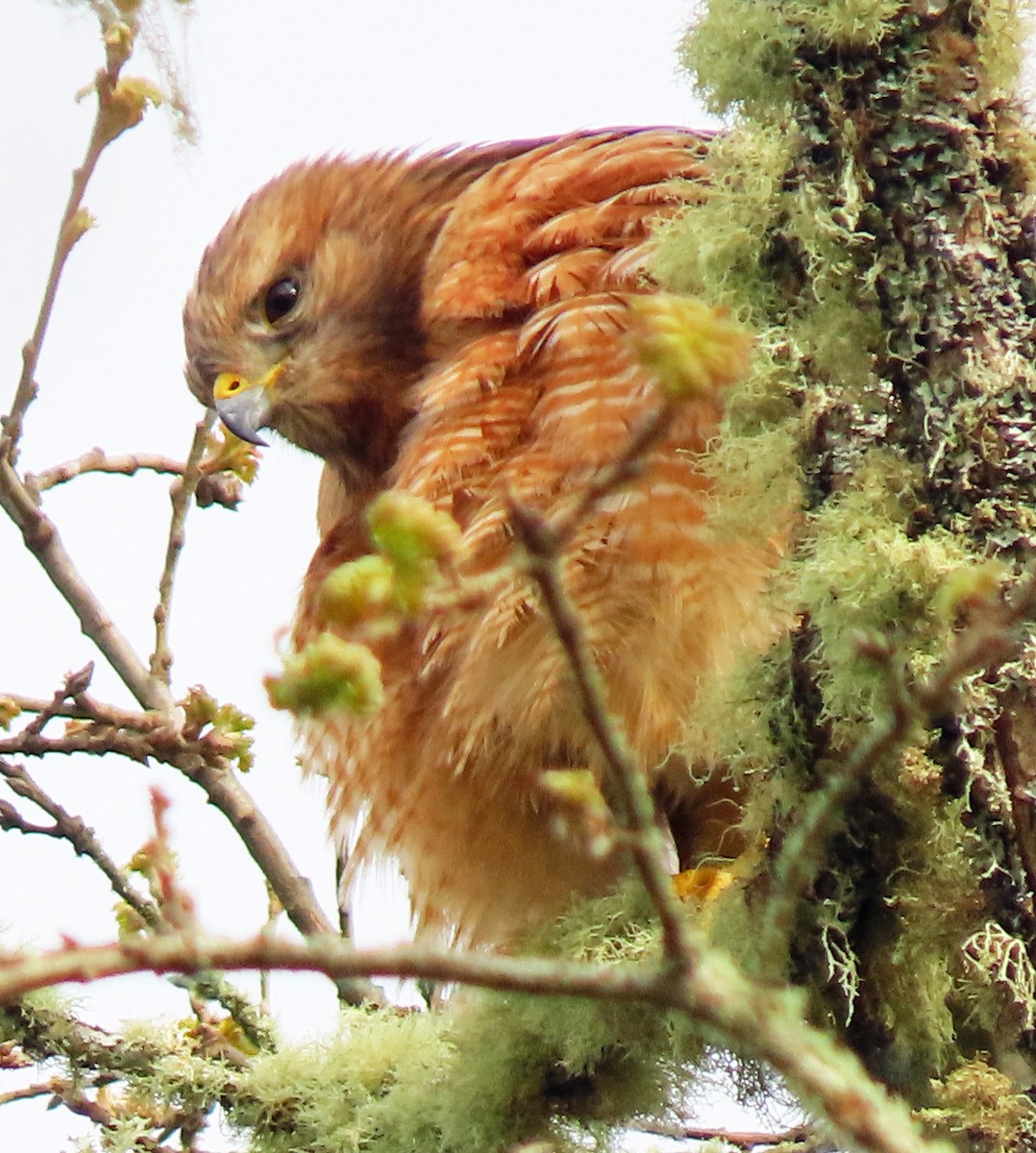 Red-shouldered Hawk - ML616859242