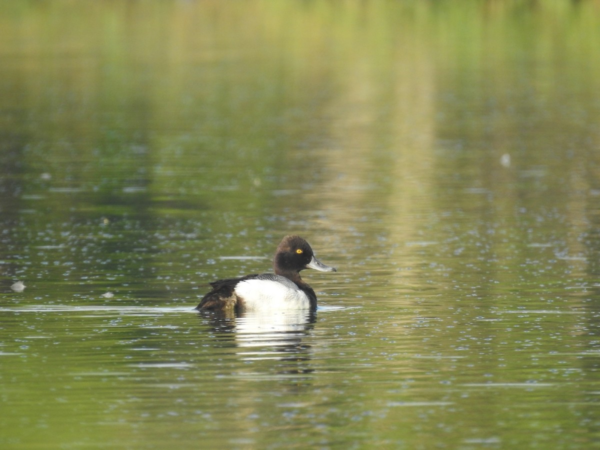 Lesser Scaup - ML616859271