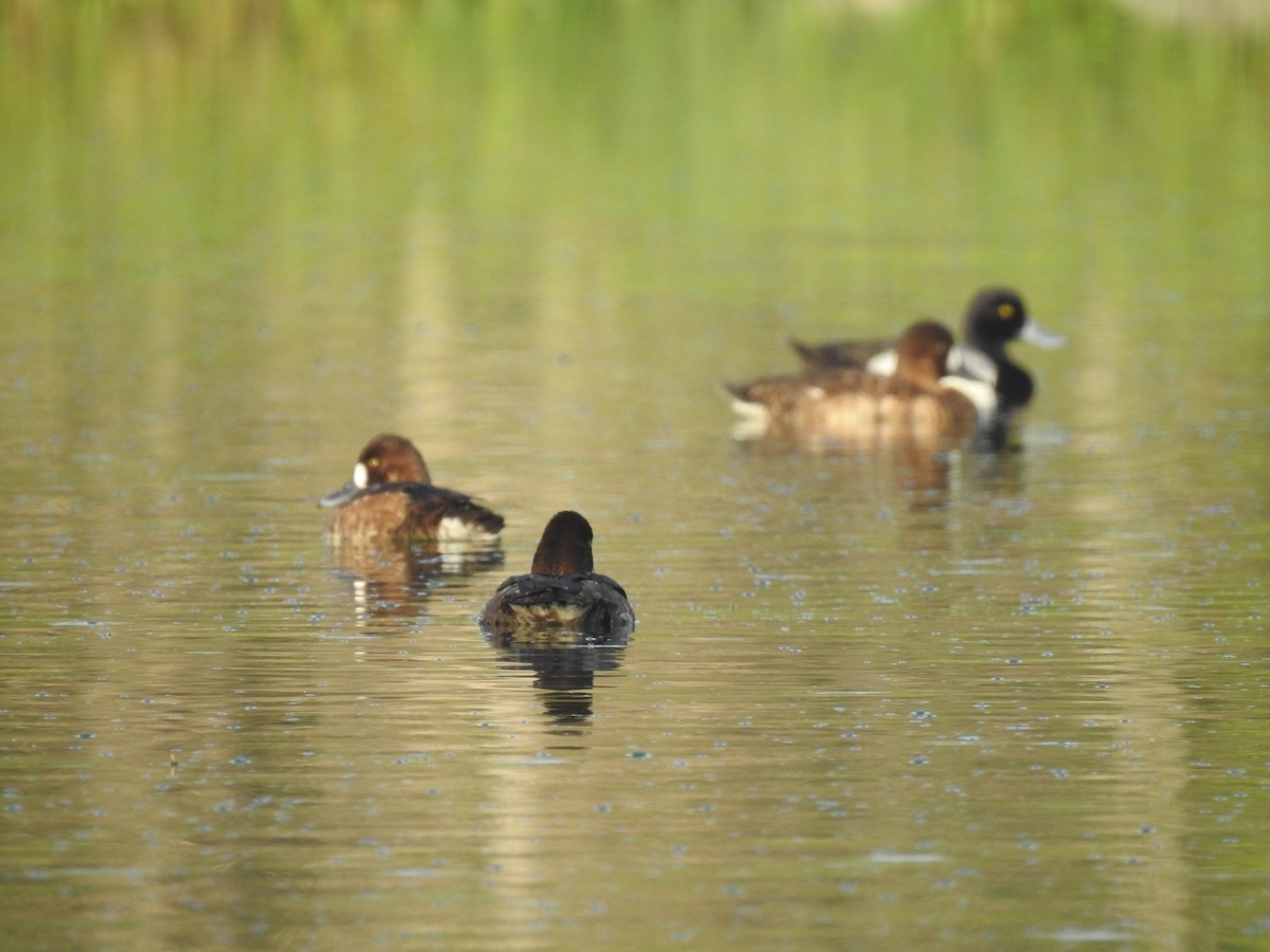 Lesser Scaup - ML616859273