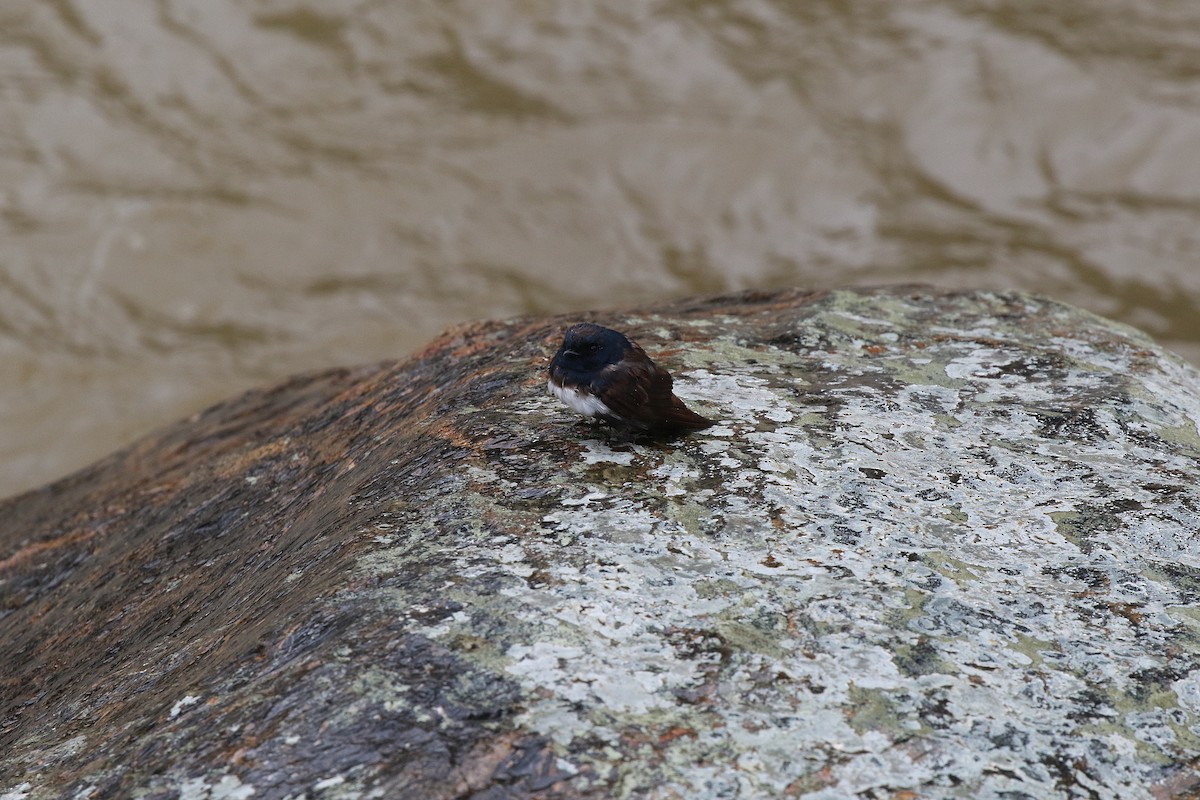 Golondrina Fajiblanca - ML616859287