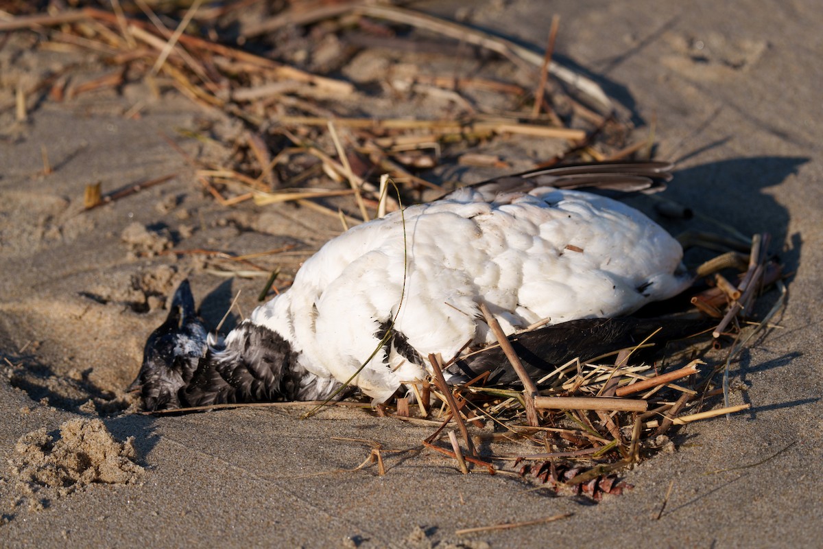 Thick-billed Murre - ML616859292