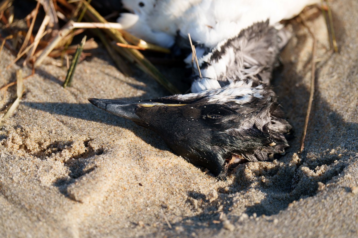 Thick-billed Murre - ML616859293