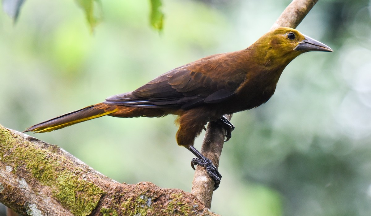 Russet-backed Oropendola (Russet-backed) - ML616859299