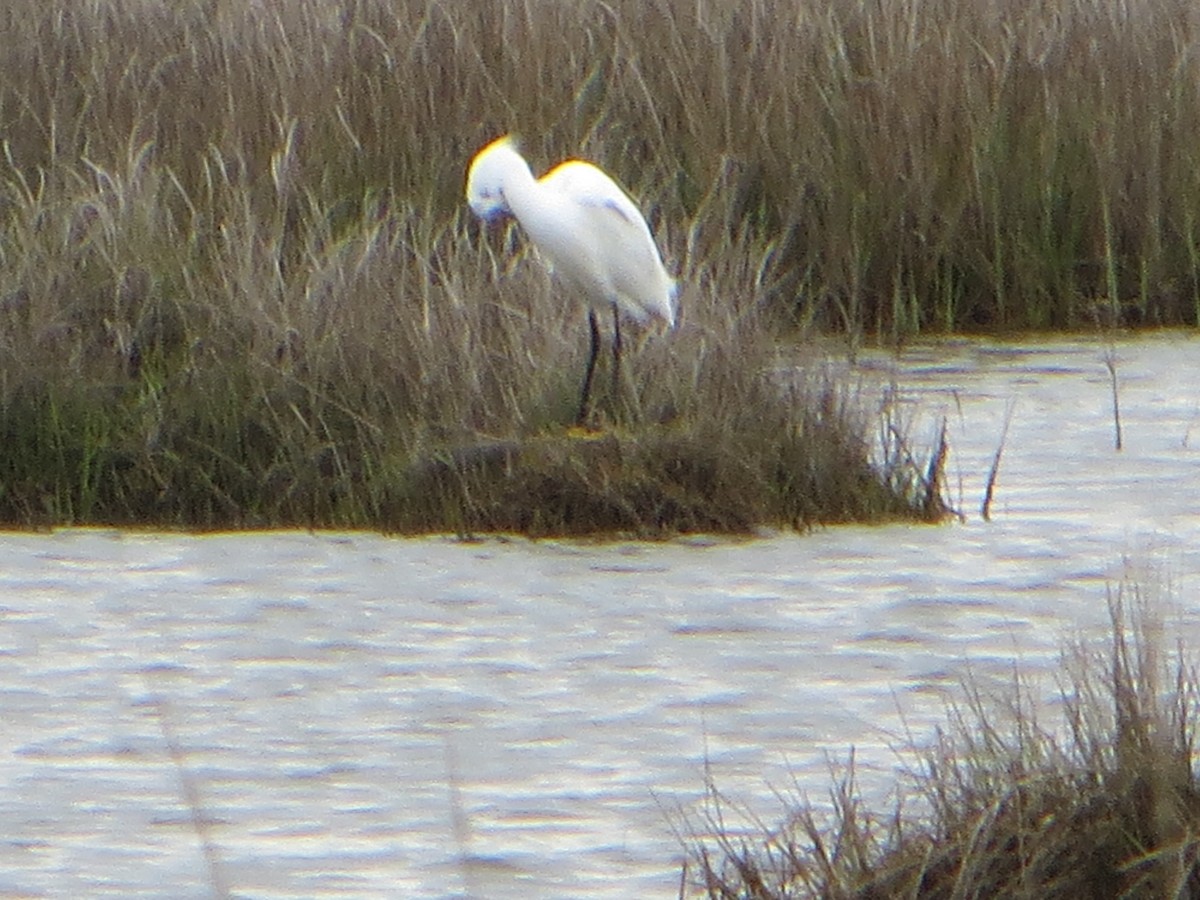 Snowy Egret - ML616859338