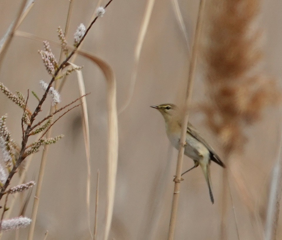 Willow Warbler - ML616859402