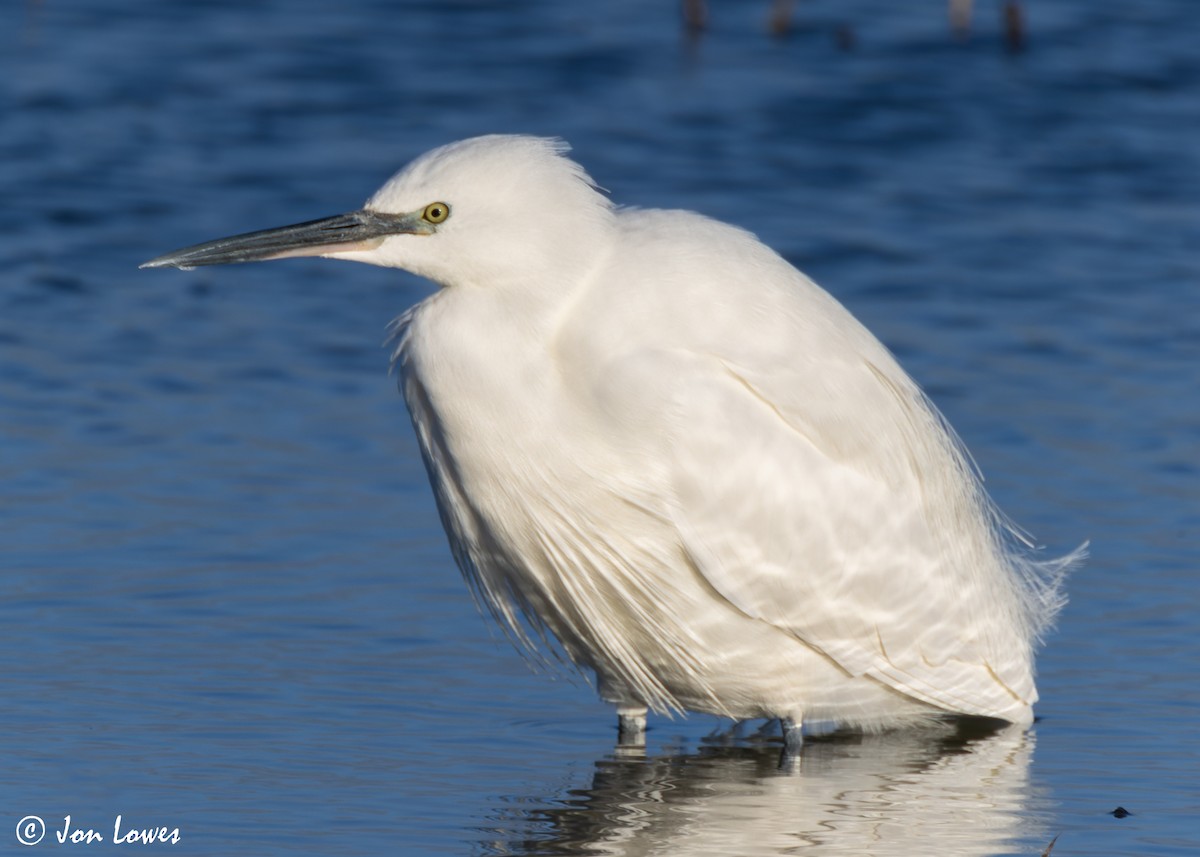 Little Egret (Western) - ML616859450