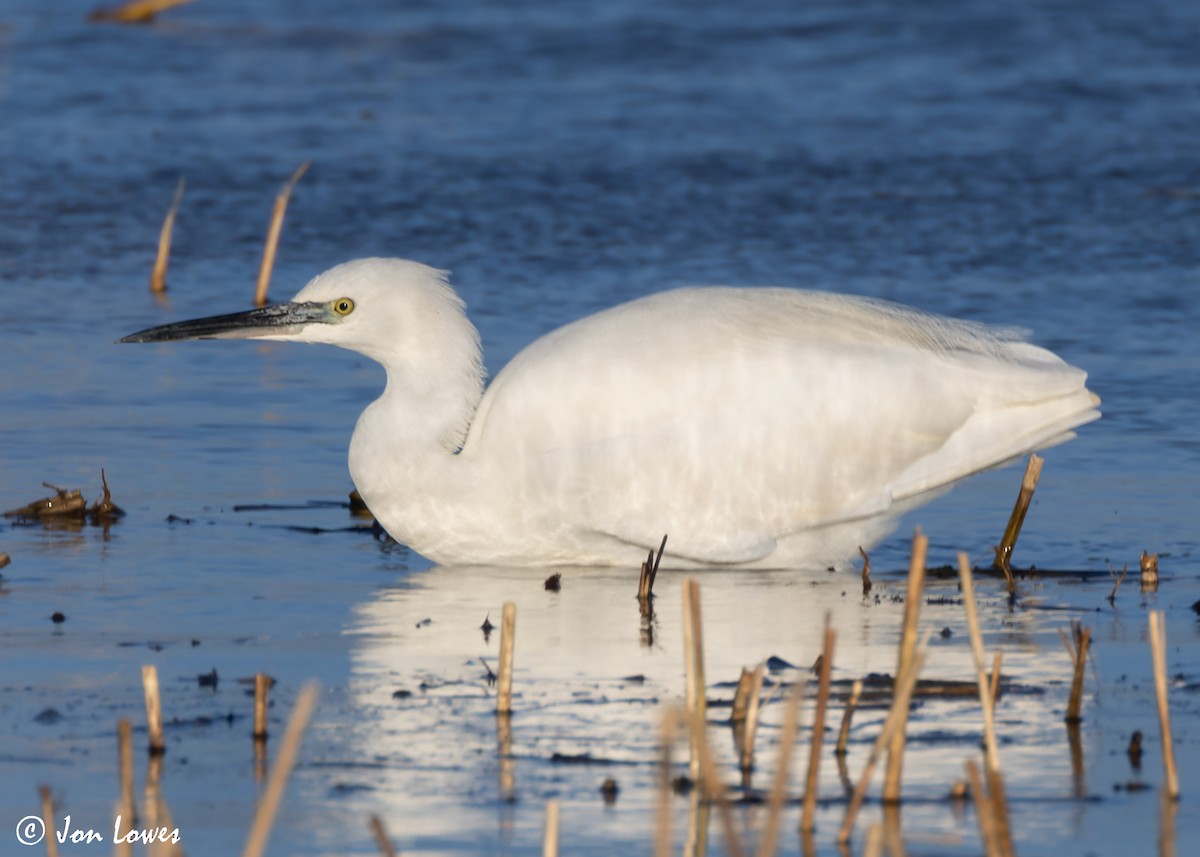 Little Egret (Western) - ML616859451