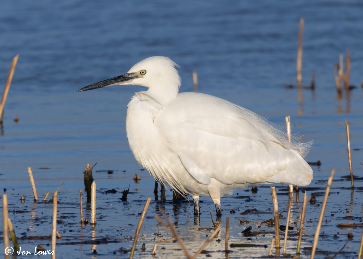 Little Egret (Western) - Jon Lowes