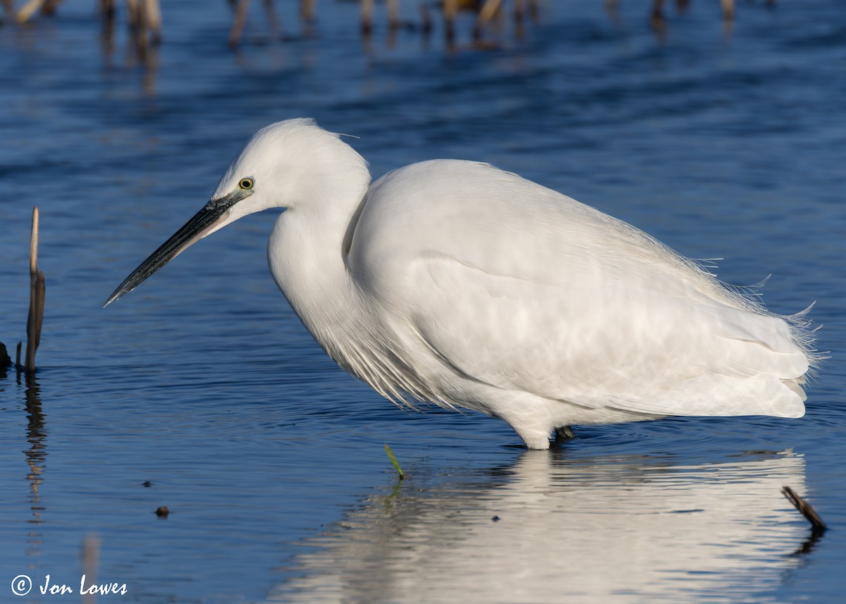 Little Egret (Western) - ML616859453