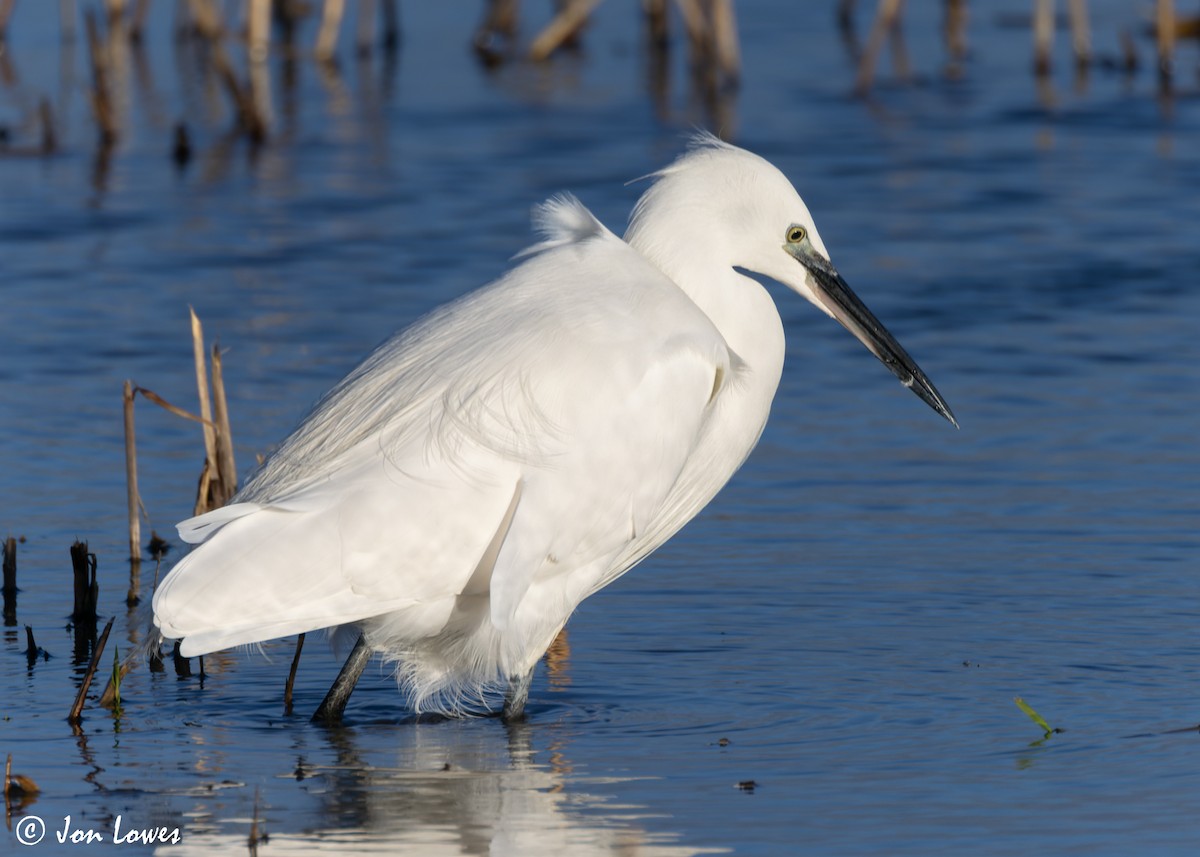 Little Egret (Western) - ML616859454