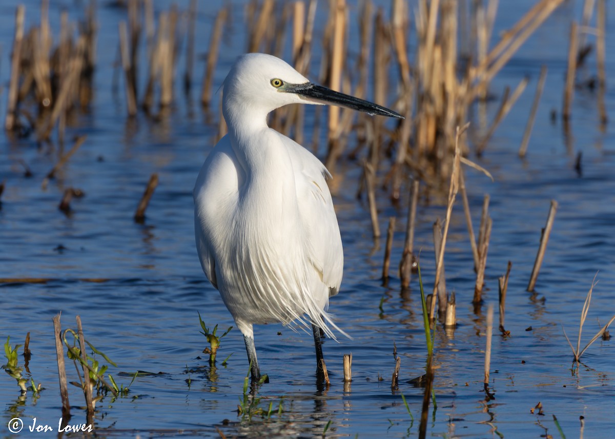 Little Egret (Western) - ML616859456