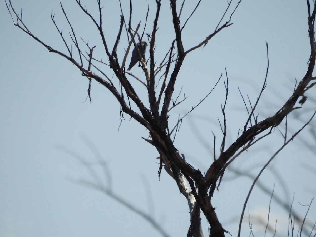 White-tailed Kite - Mary Dueren