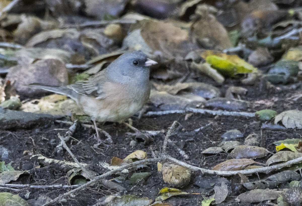 Dark-eyed Junco (Pink-sided) - ML616859490