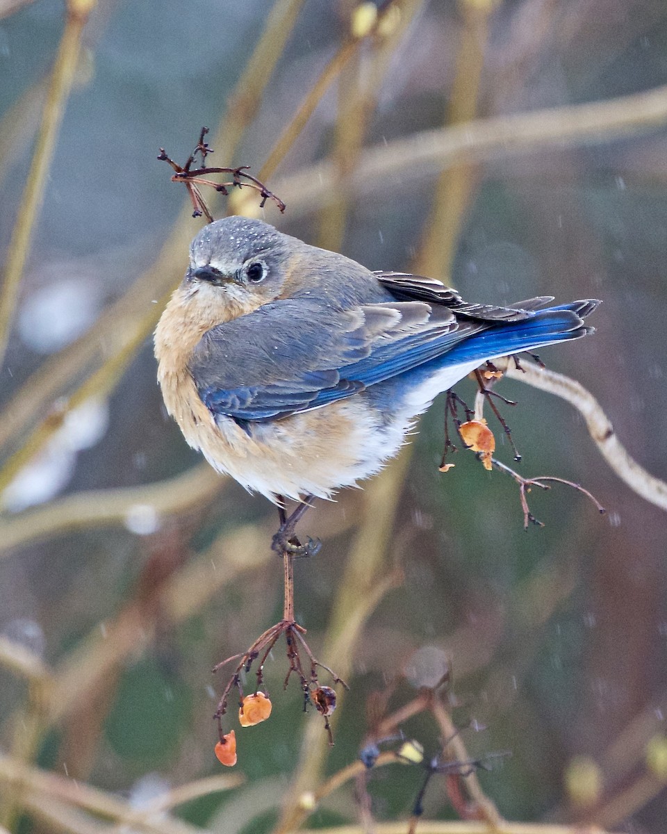 Eastern Bluebird - ML616859497