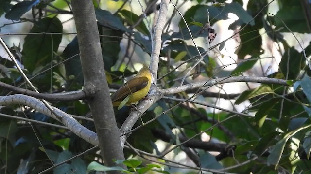 White-throated Bulbul - ML616859553