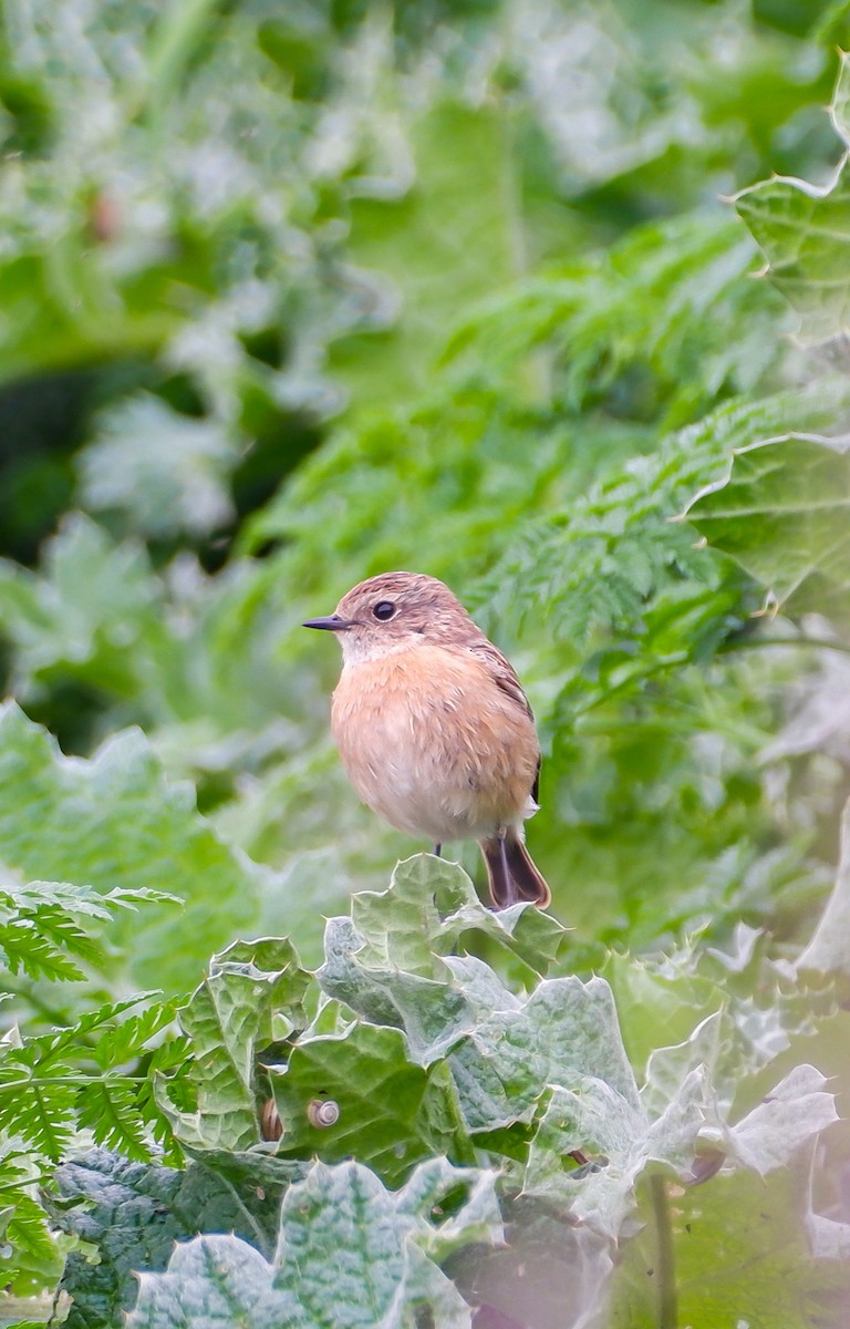 European Stonechat - Mehmet Erarslan