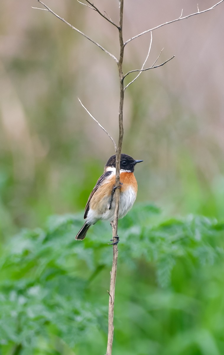 European Stonechat - Mehmet Erarslan