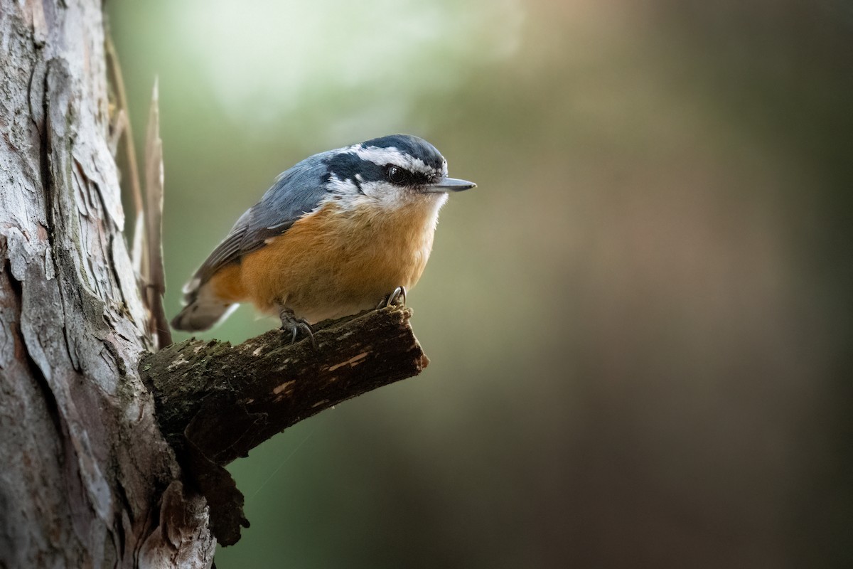 Red-breasted Nuthatch - ML616859607