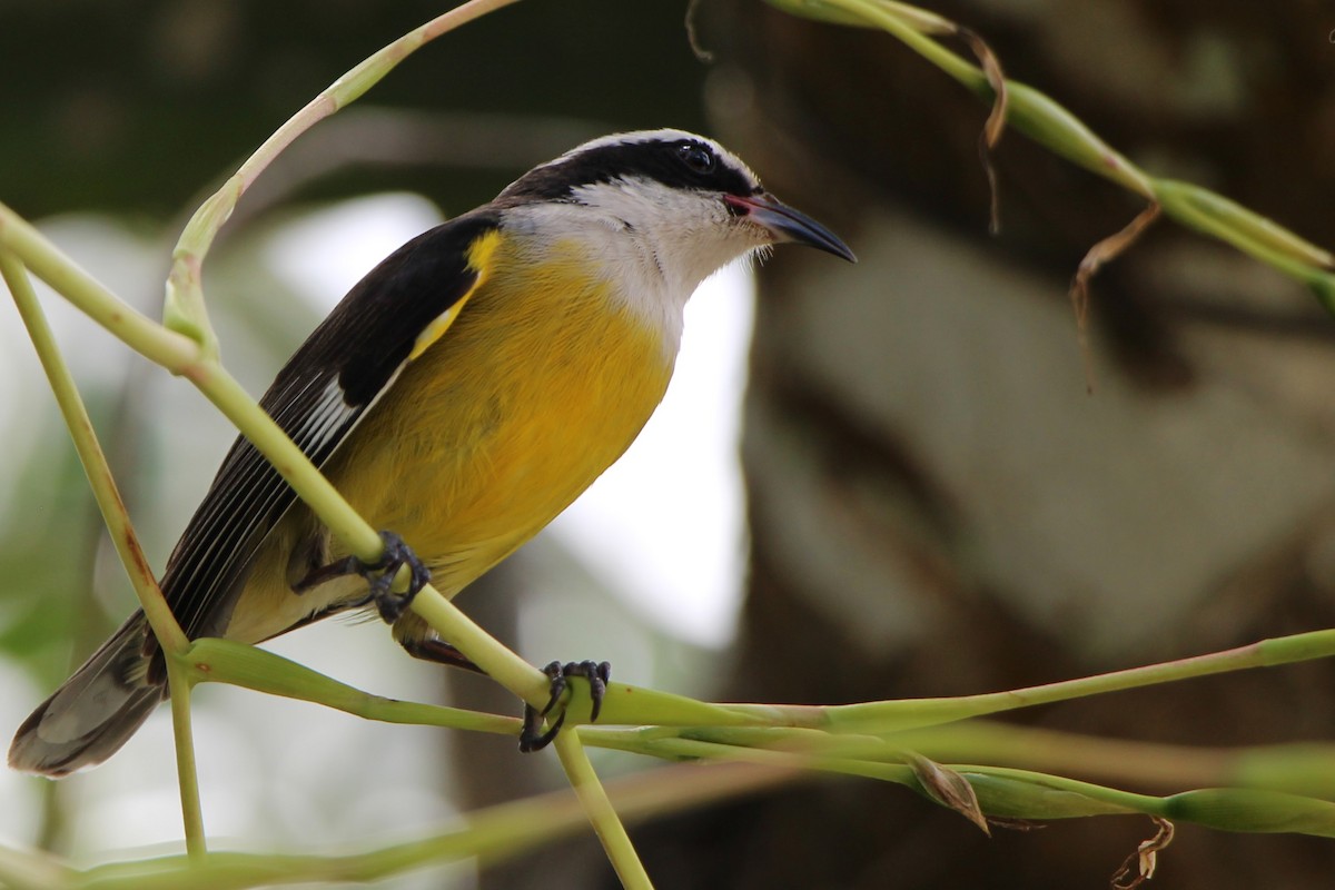 Bananaquit - ML616859610