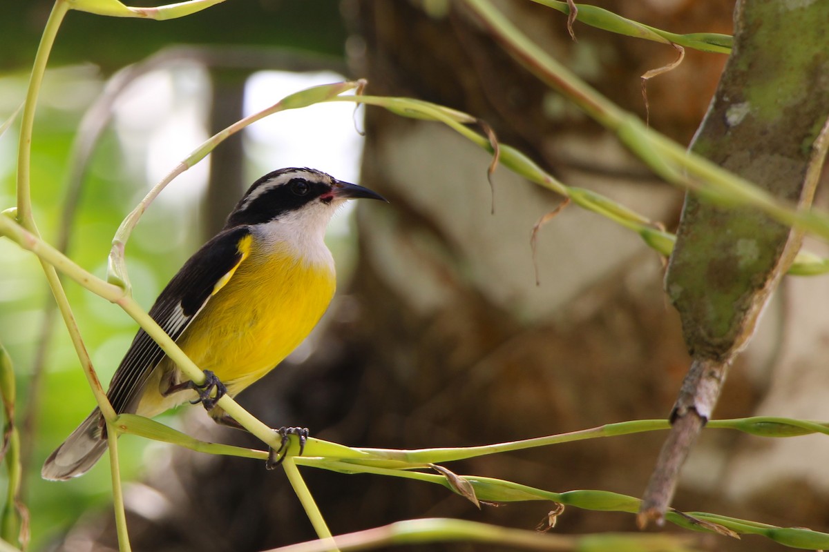 Bananaquit - ML616859611