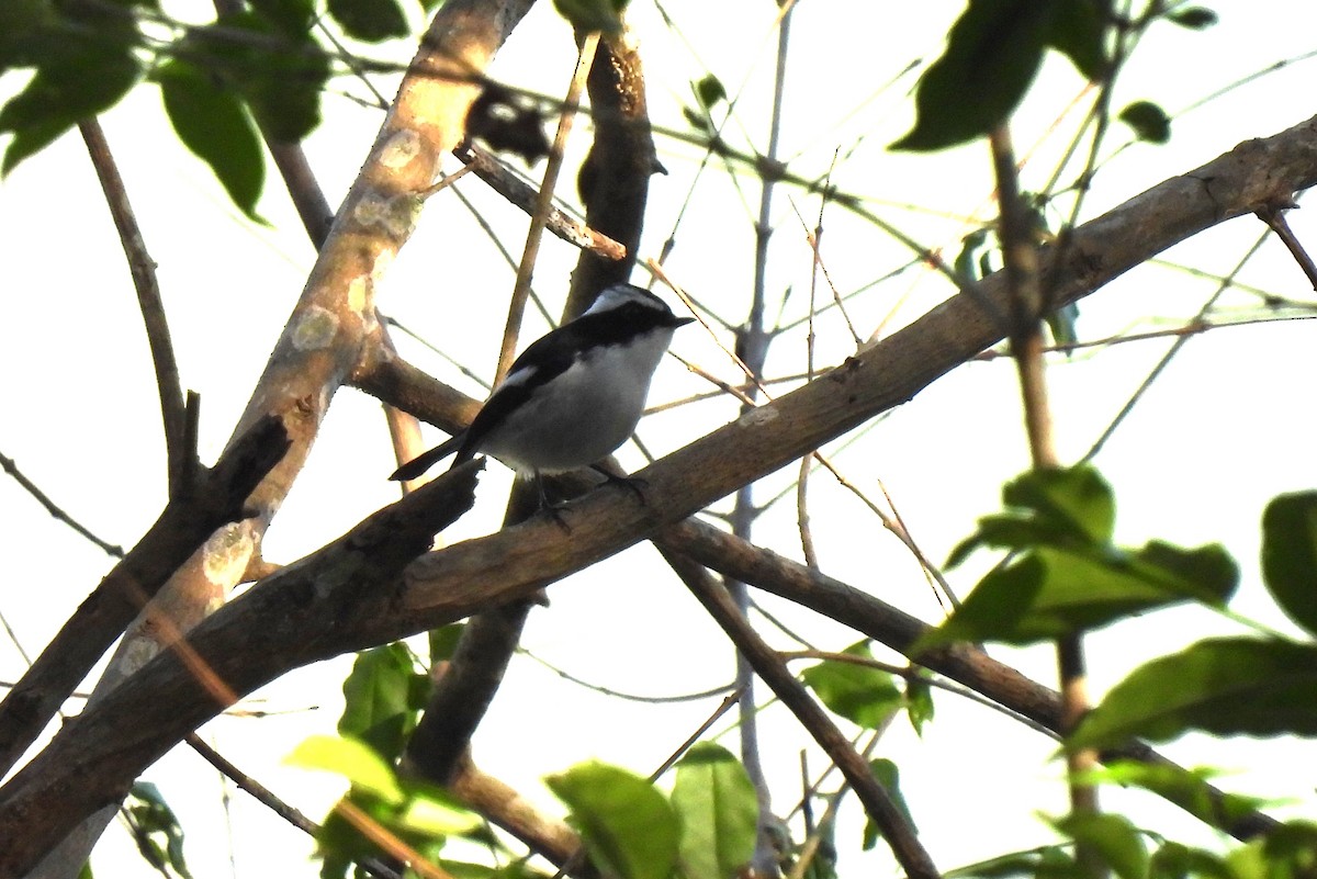 Little Pied Flycatcher - ML616859612