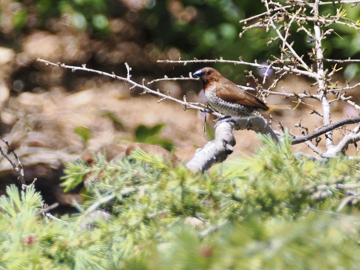 Scaly-breasted Munia - ML616859635