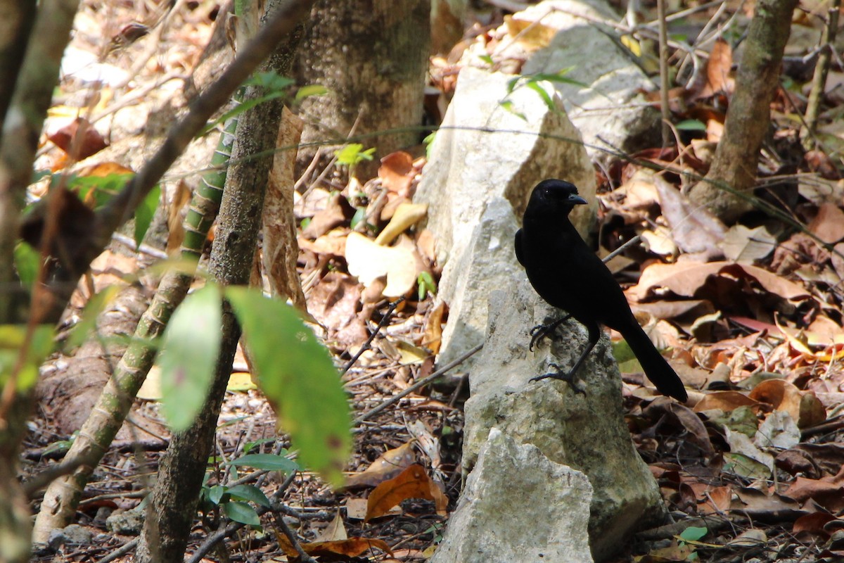 Melodious Blackbird - ML616859637