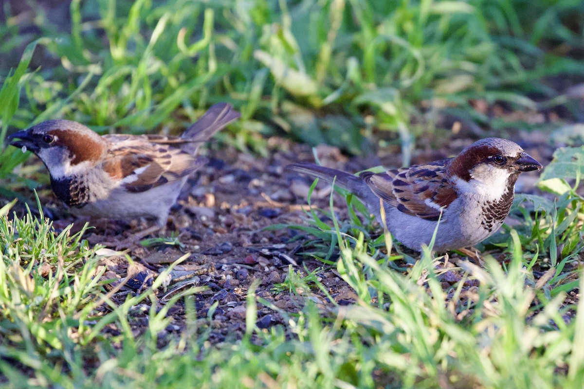 House Sparrow - ML616859640