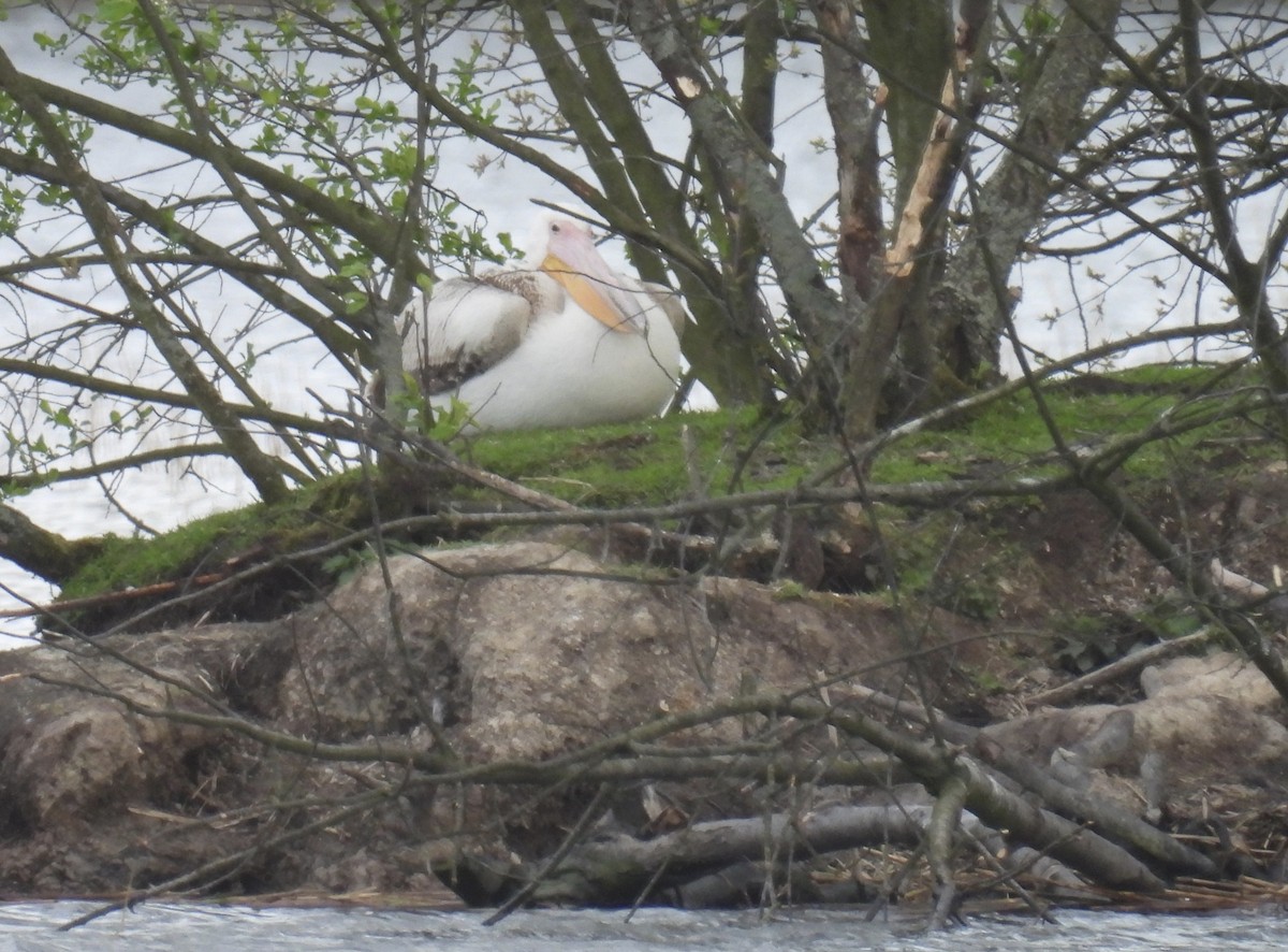 Great White Pelican - Henryk Sułek