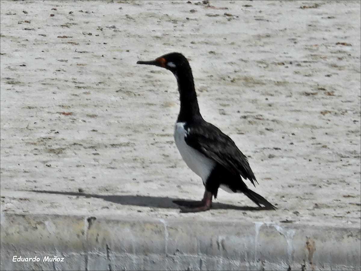 Magellanic Cormorant - Hermann Eduardo Muñoz