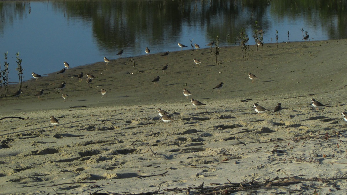 Semipalmated Plover - Miguel Angel