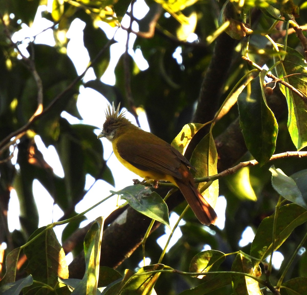 White-throated Bulbul - ML616859695