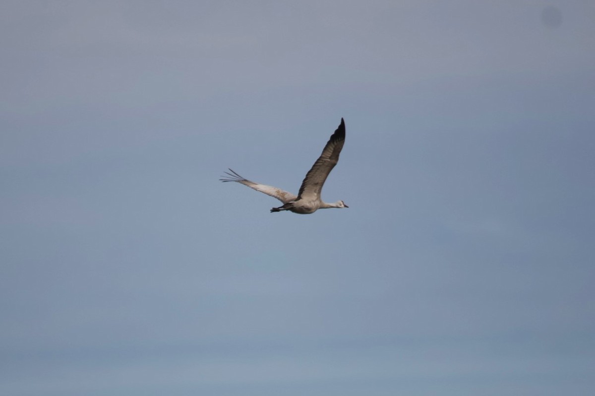 Grulla Canadiense (canadensis) - ML616859707