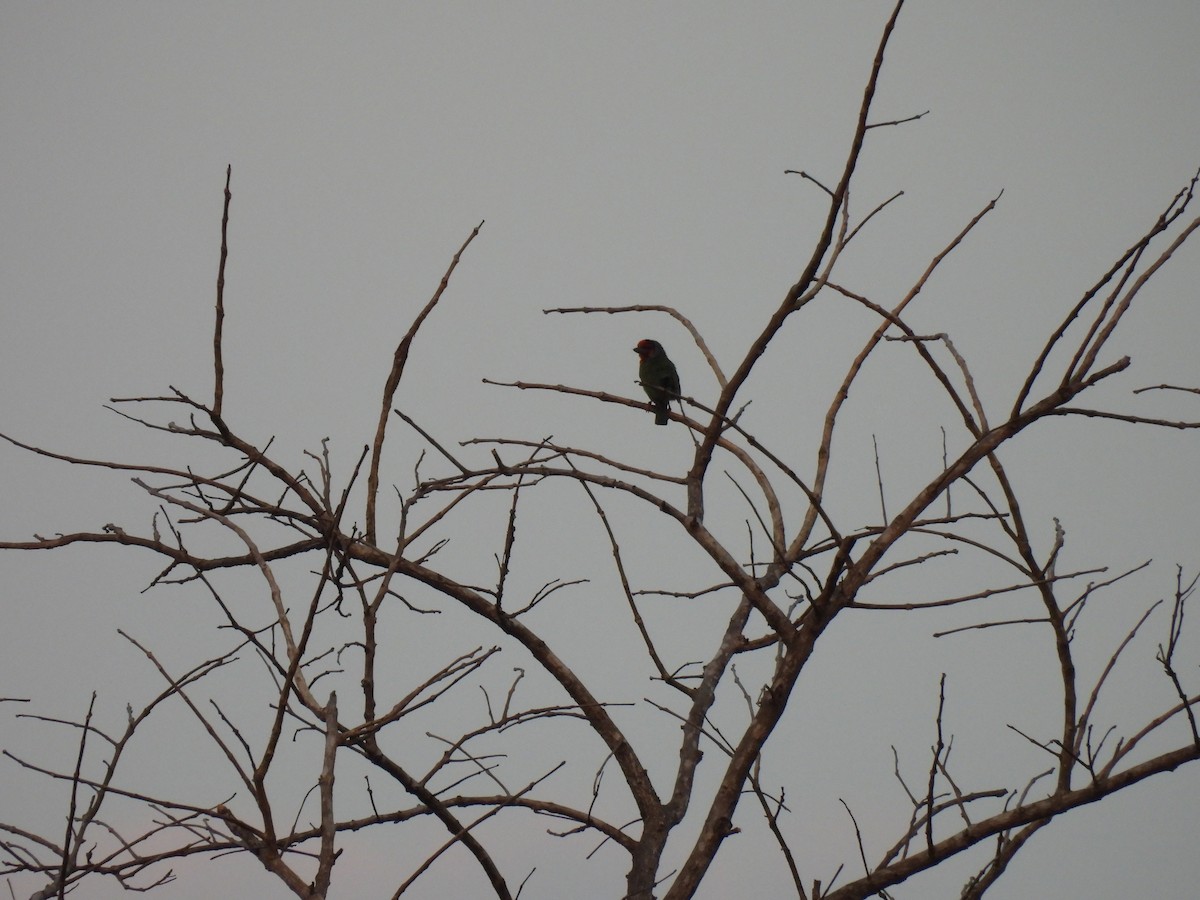 Malabar Barbet - ML616859755