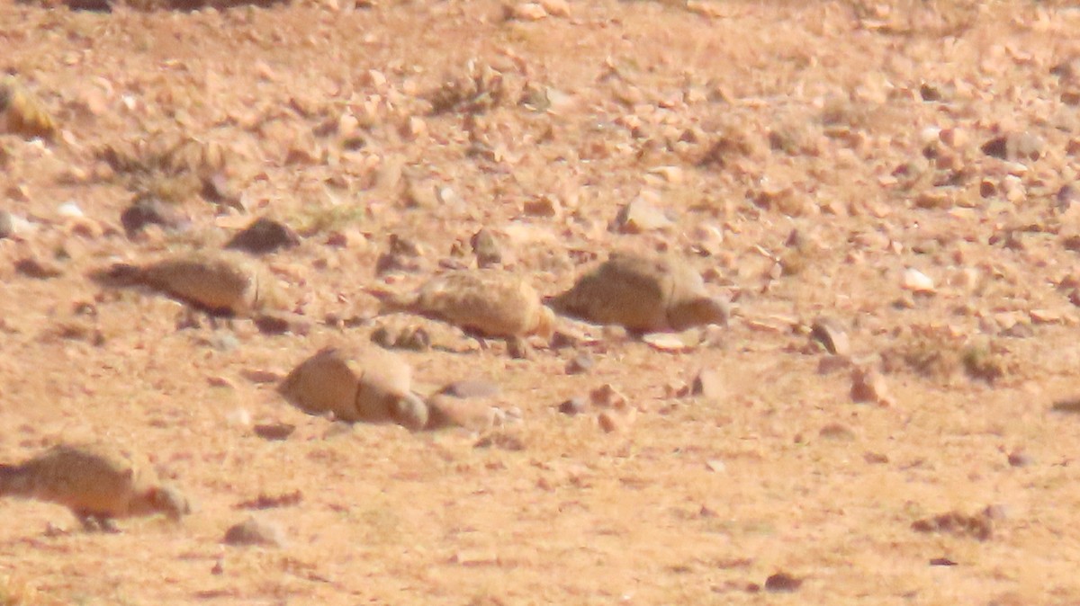 Black-bellied Sandgrouse - ML616859766