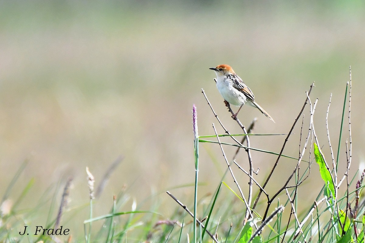 Levaillant's Cisticola - ML616859791