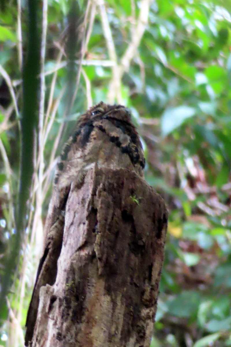 Common Potoo - ML616859795